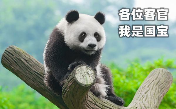 大熊貓為什么被視為中國的國寶