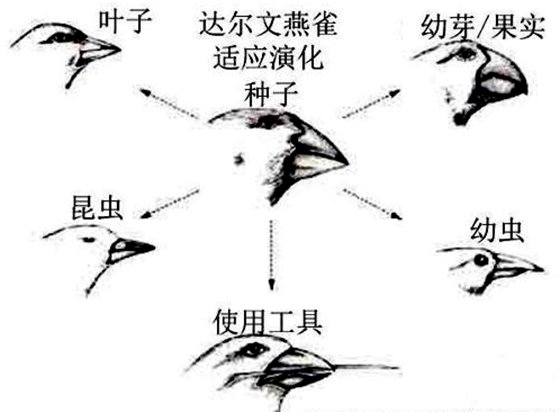 為什么鳥(niǎo)嘴的形狀多種多樣？
