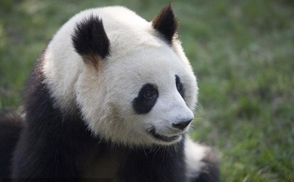 大熊貓為什么被視為中國的國寶