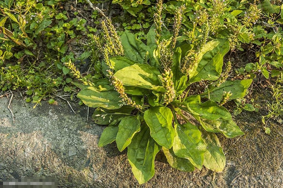 植物給人類哪些啟示,為什么說植物是天然設計師