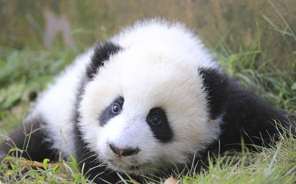 大熊貓為什么被視為中國的國寶