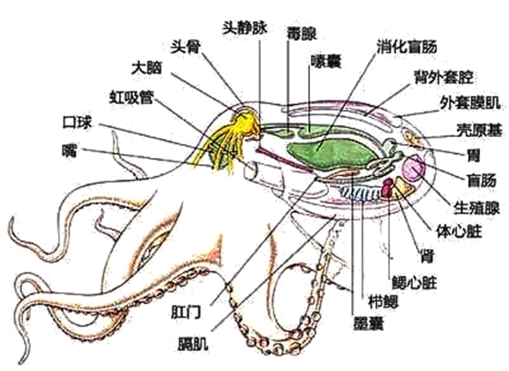 章魚真的沒有身子嗎,章魚的身體結構
