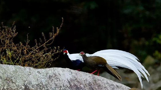 為什么雄鳥(niǎo)比雌鳥(niǎo)漂亮？