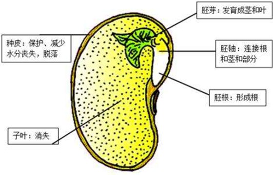 種子為什么會發(fā)芽