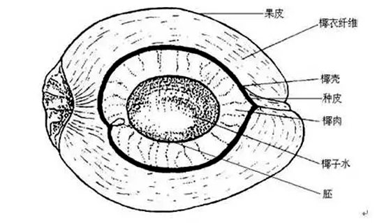 為什么椰子樹(shù)生長(zhǎng)在海邊,椰子樹(shù)長(zhǎng)在海邊的原因