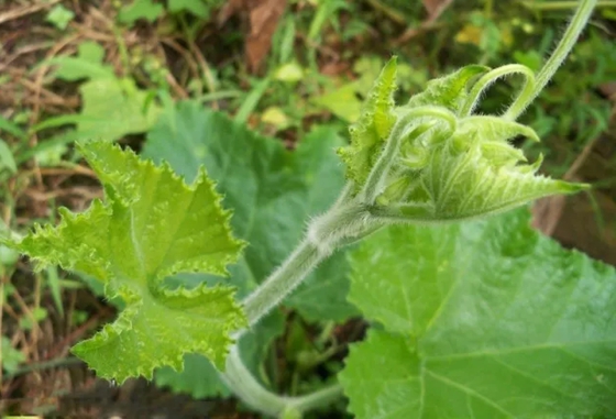 哪些植物能夠預(yù)報天氣,植物為什么能預(yù)報天氣