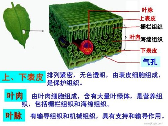 樹葉落葉時(shí)為什么總是葉背朝上