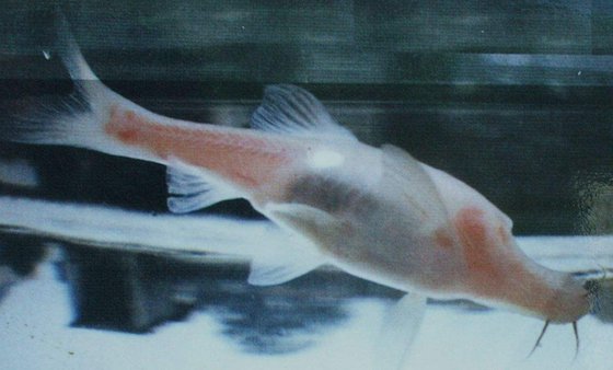 為什么盲魚(yú)沒(méi)有眼睛