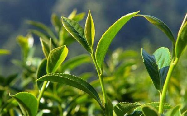 茶樹為什么生南不生北,全國(guó)茶葉產(chǎn)區(qū)分布圖一覽