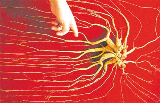 人參為什么會(huì)跑,人參真的會(huì)跑嗎