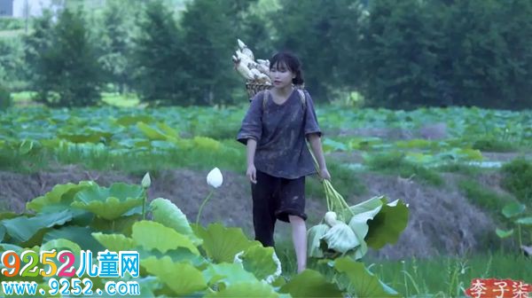 李子柒在挖藕