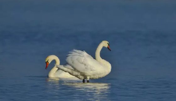 為什么雄鳥(niǎo)比雌鳥(niǎo)漂亮？