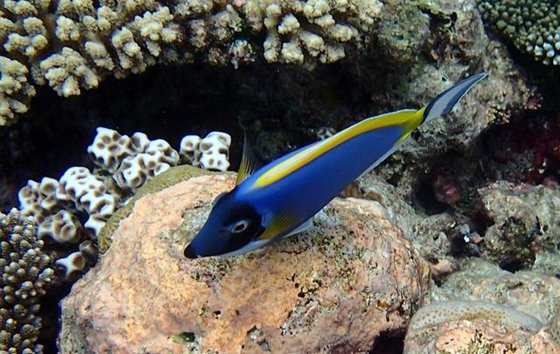 醫(yī)生魚為什么能治病,醫(yī)生魚真的可以治病嗎