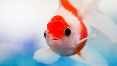 魚身上的黏液有什么作用？怎么去除？