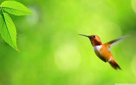 鳥(niǎo)類是靠什么認(rèn)路的,鳥(niǎo)兒遷徙靠什么來(lái)導(dǎo)航