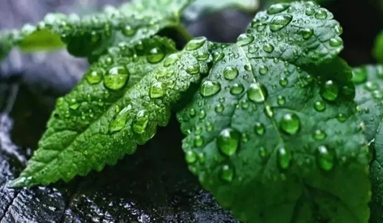 植物為什么會(huì)出汗,植物吐水的作用