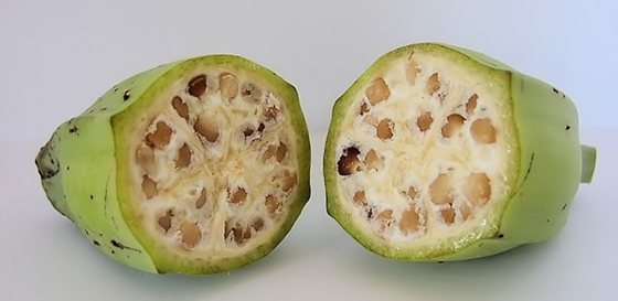 為什么香蕉沒(méi)有種子,香蕉的種子在哪里