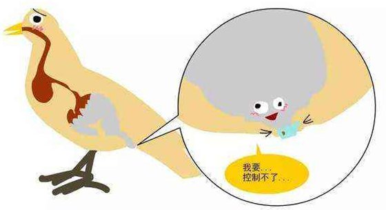 為什么鳥的糞便是白色的