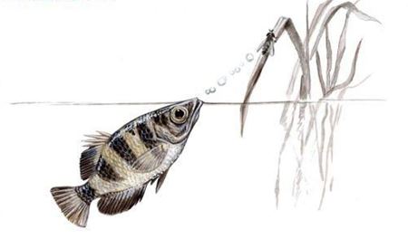 射水魚如何射中獵物？