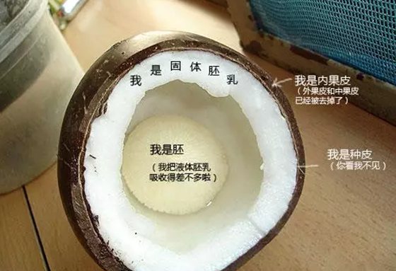 為什么椰子樹(shù)生長(zhǎng)在海邊,椰子樹(shù)長(zhǎng)在海邊的原因