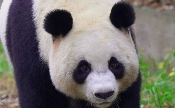 大熊貓為什么被視為中國的國寶