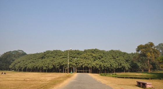 榕樹為什么會(huì)獨(dú)木成林