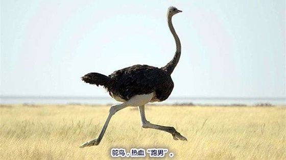 為什么有些鳥不會(huì)飛