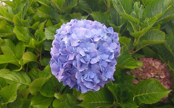 繡球花為什么又叫死人花,繡球花的花語(yǔ)和象征