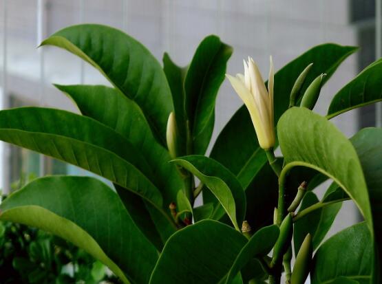 好看的白蘭花圖片欣賞，優(yōu)雅潔白、婀娜多姿