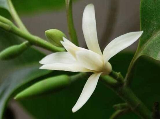 好看的白蘭花圖片欣賞，優(yōu)雅潔白、婀娜多姿