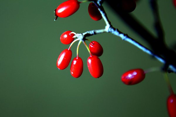 茱萸怎么讀,茱萸是什么意思,茱萸太重的人的特點(diǎn)
