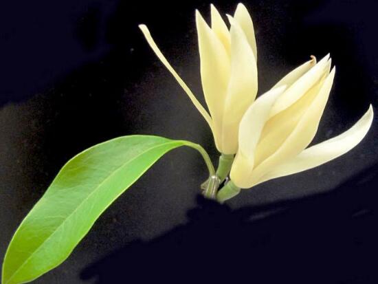 好看的白蘭花圖片欣賞，優(yōu)雅潔白、婀娜多姿