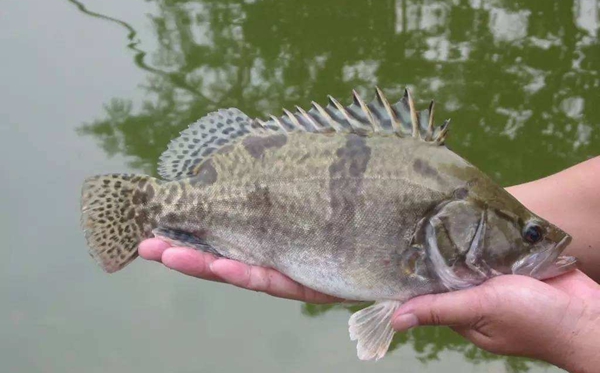 鱖魚(yú)怎么讀,鱖魚(yú)的鱖拼音,鱖魚(yú)和桂魚(yú)的區(qū)別