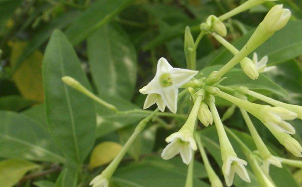 夜來香的花語是什么,夜來香花語大全