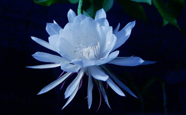 曇花的花語(yǔ)是什么,曇花花語(yǔ)大全