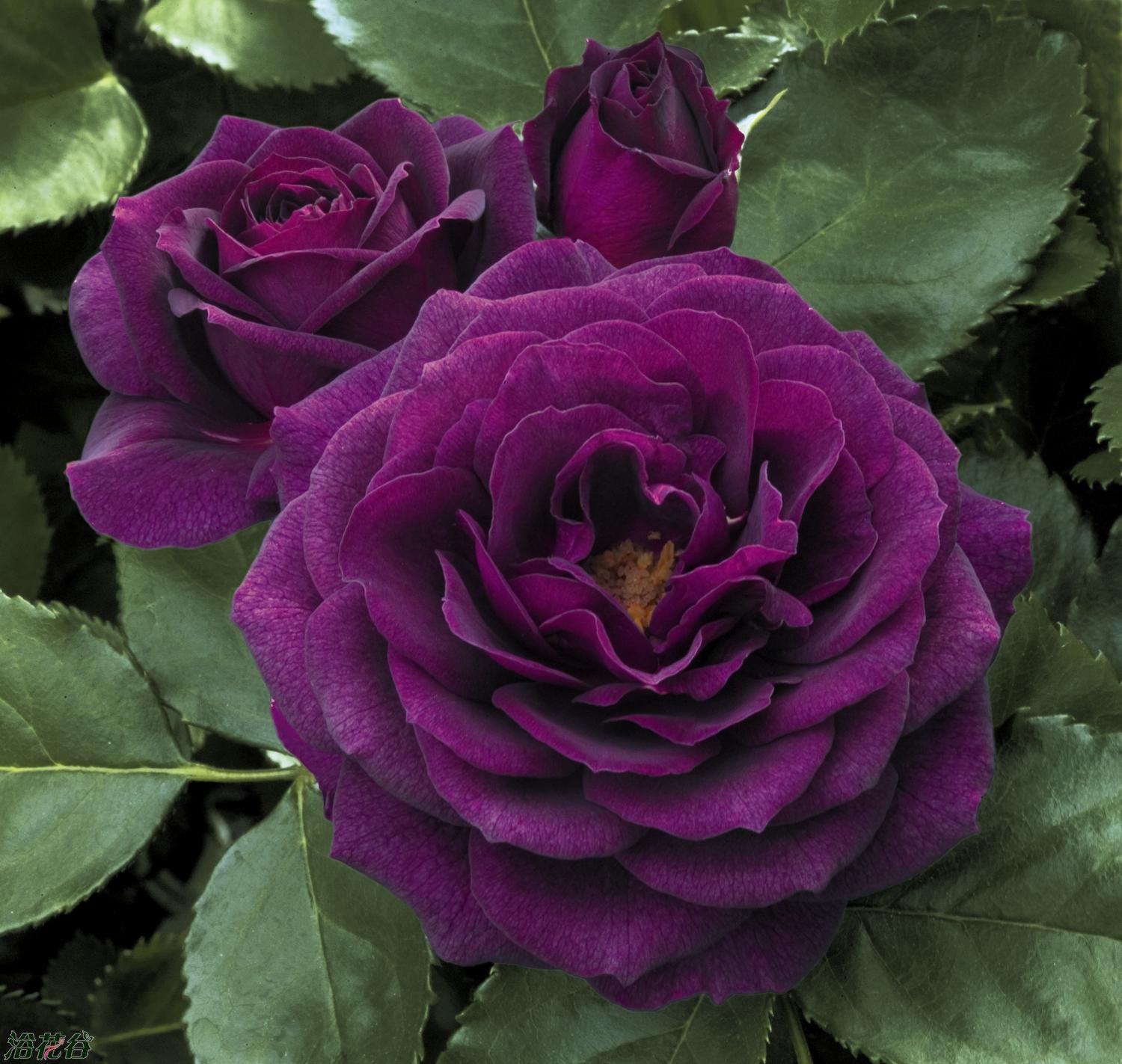 藍(lán)紫色月季花
