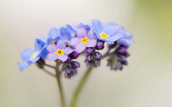 勿忘我的花語(yǔ)是什么,勿忘我的花語(yǔ)大全