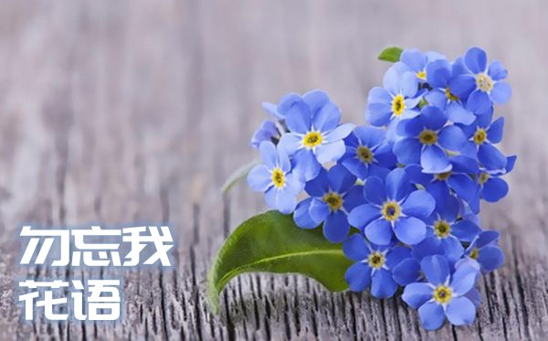 勿忘我的花語(yǔ)是什么,勿忘我的花語(yǔ)大全