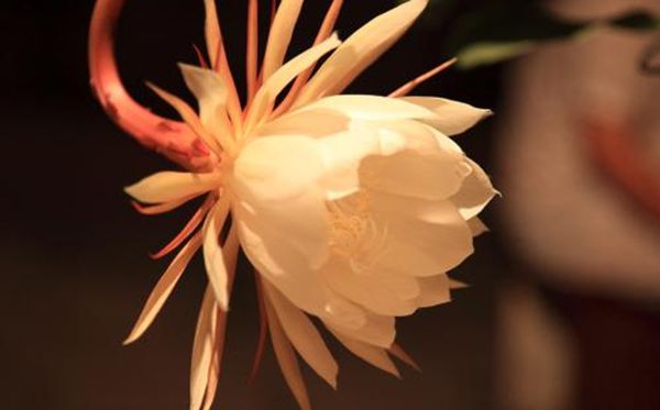 曇花的花語(yǔ)是什么,曇花花語(yǔ)大全