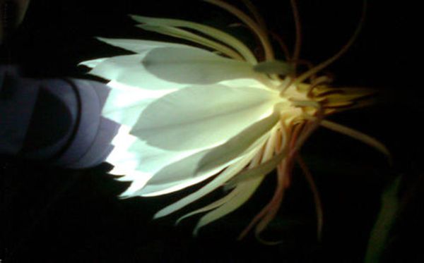 曇花的花語(yǔ)是什么,曇花花語(yǔ)大全