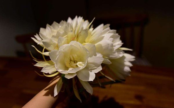 曇花的花語(yǔ)是什么,曇花花語(yǔ)大全