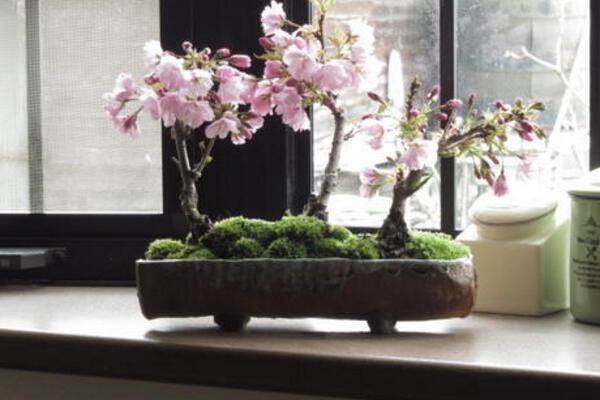 櫻花可以放在室內(nèi)嗎，室內(nèi)養(yǎng)護(hù)一定要加強(qiáng)光照