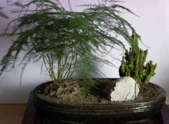 文竹掉葉子怎么辦，四種原因以及解決辦法