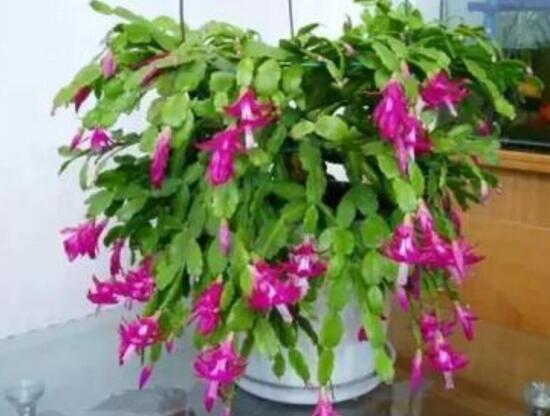 蟹爪蘭春天會(huì)開(kāi)花嗎，蟹爪蘭春天怎么養(yǎng)