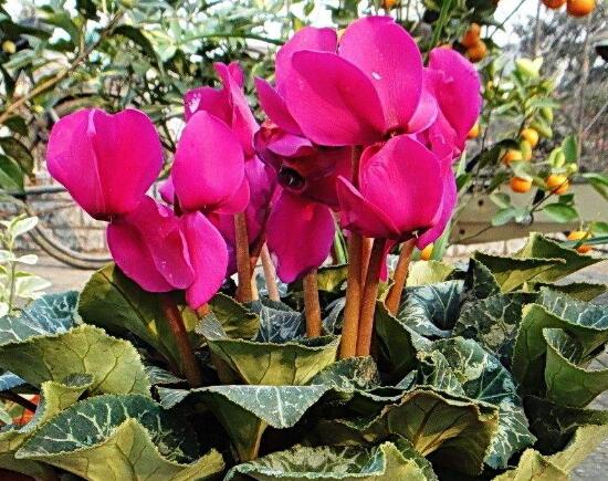 仙客來(lái)的花有什么特點(diǎn)，仙客來(lái)圖片大全鑒賞
