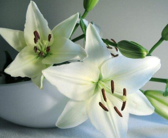 百合花怎么繁殖，百合花的繁殖方法