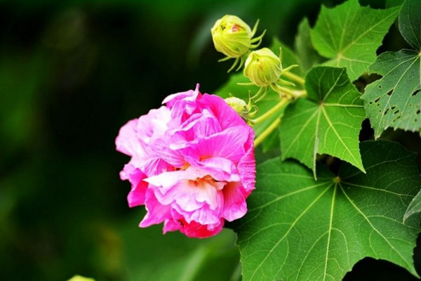 芙蓉花花語 
