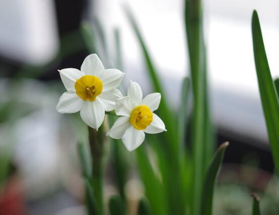 水仙花怎么養(yǎng)，水仙花養(yǎng)殖方法