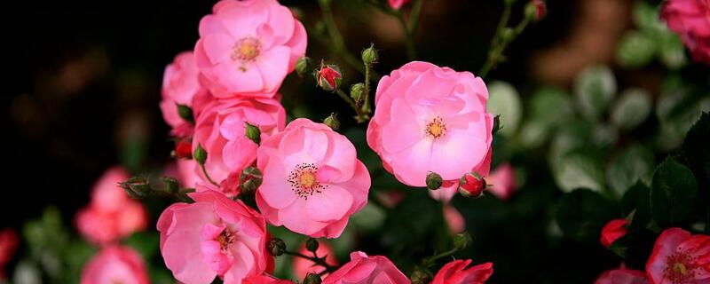 薔薇的花語(yǔ)