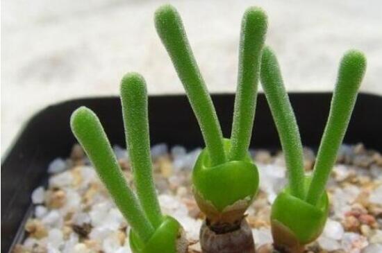 碧光環(huán)怎么種，保持盆土微濕潤/秋季種植存活率高